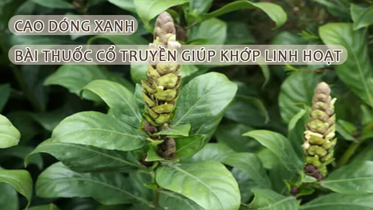 Cao dóng xanh bài thuốc cổ truyền giúp khớp linh hoạt