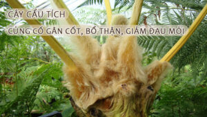 Cây cẩu tích củng cố gân cốt, bổ thận, giảm đau mỏi