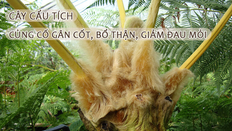Cây cẩu tích củng cố gân cốt, bổ thận, giảm đau mỏi