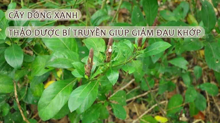 Cây dóng xanh thảo dược bí truyền giúp giảm đau khớp