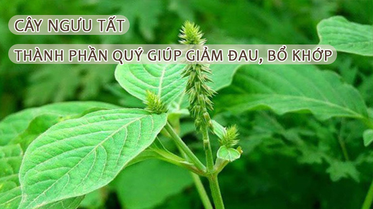 Cây ngưu tất thành phần quý giúp giảm đau bổ khớp