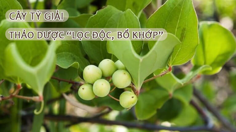 Cây Tỳ Giải – Thảo Dược “Lọc Độc, Bổ Khớp”