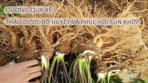 Đương quy rễthảo dược bổ huyết và phục hồi sụn khớp