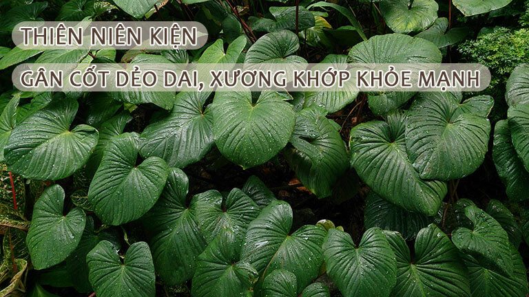 Cây Thiên Niên Kiện – “Ngàn Năm Sức Khỏe” Cho Gân Cốt Dẻo Dai, Xương Khớp Khỏe Mạnh